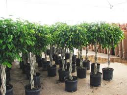 Fig Tree,Weeping Fig, Benjamin Tree, Java Fig